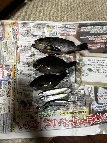 メバルの釣果