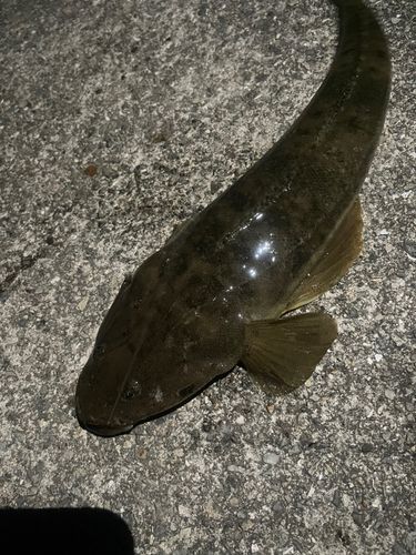 マゴチの釣果