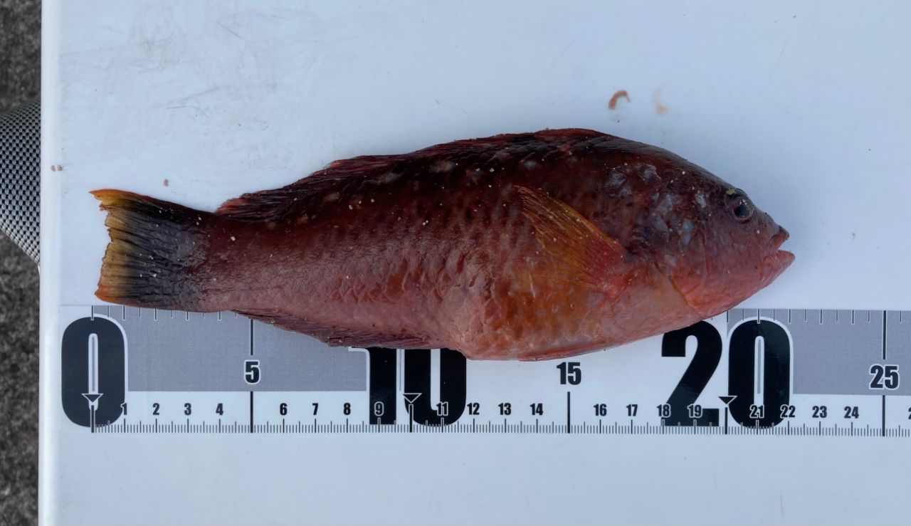 アカササノハベラ