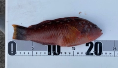 アカササノハベラの釣果