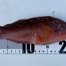 アカササノハベラ