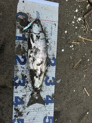 サクラマスの釣果