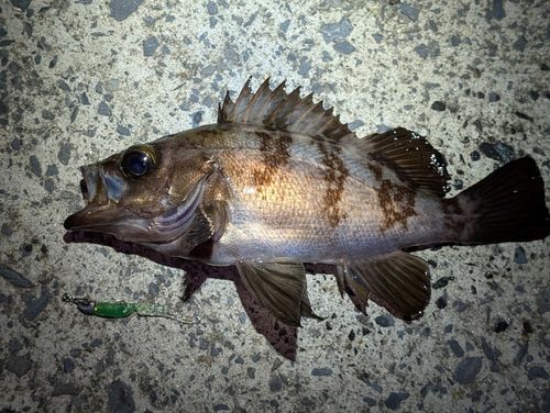 メバルの釣果