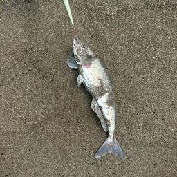 ホッケ