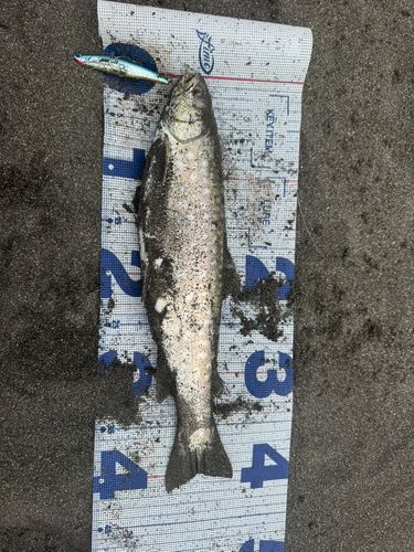 アメマスの釣果