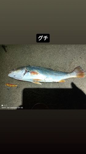キグチの釣果
