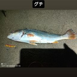 キグチ