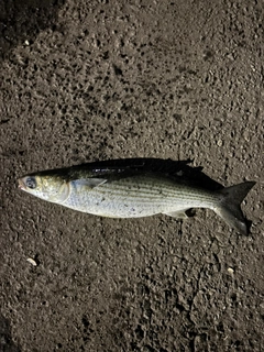 ボラの釣果