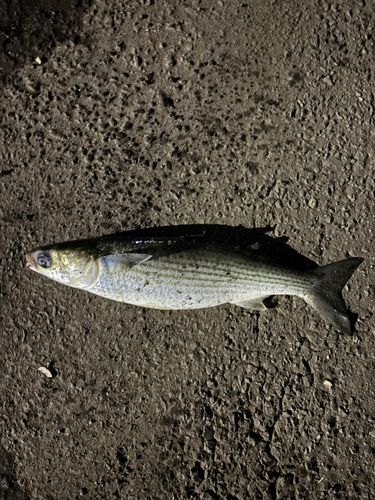 ボラの釣果