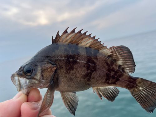 メバルの釣果