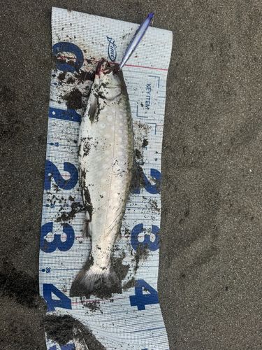 アメマスの釣果