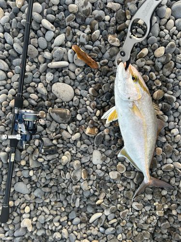 シオの釣果