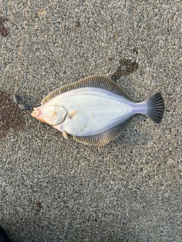 イシガレイの釣果