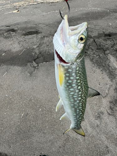 アメマスの釣果