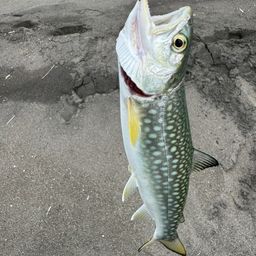 アメマス