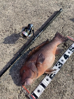 コブダイの釣果