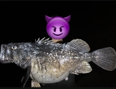 クロソイの釣果