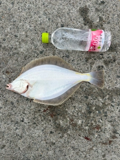 マガレイの釣果
