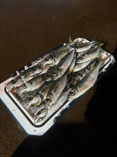釣果