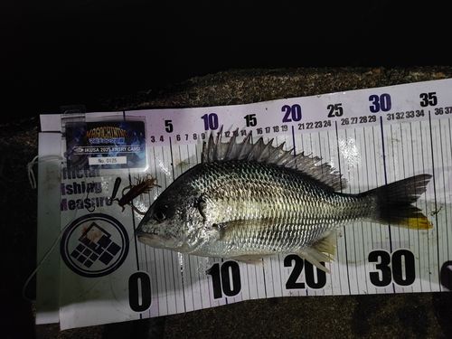 キビレの釣果