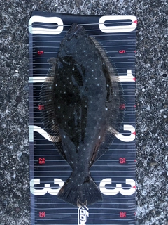 ソゲの釣果