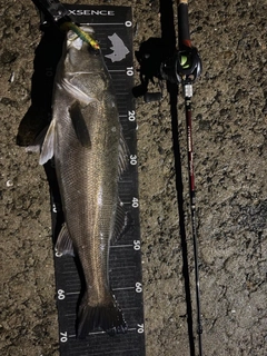 ヒラスズキの釣果