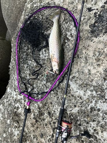 アメマスの釣果