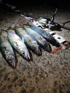 サバの釣果