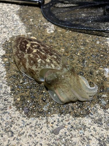 コウイカの釣果