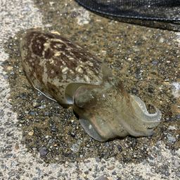コウイカ