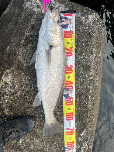 ニベの釣果