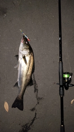 シーバスの釣果