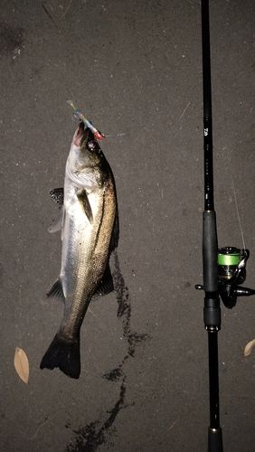 シーバスの釣果