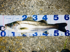 シーバスの釣果