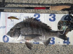 クロダイの釣果