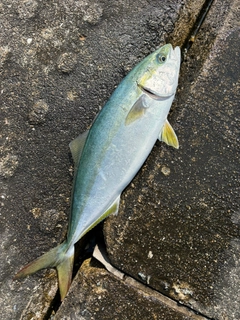 ハマチの釣果