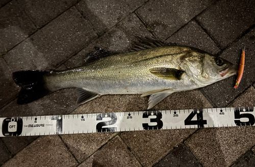 シーバスの釣果