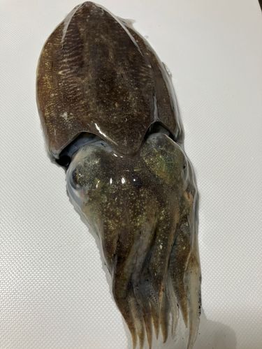 コウイカの釣果