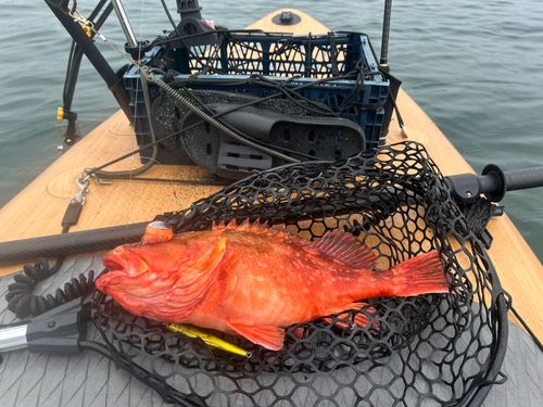 ウッカリカサゴの釣果