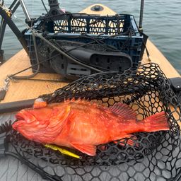 ウッカリカサゴ