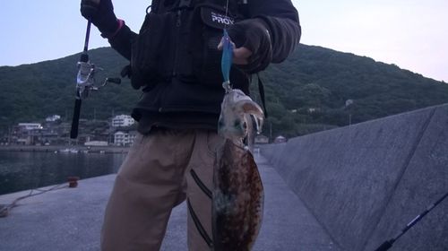 アオリイカの釣果