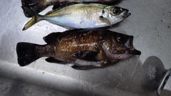 アカメバルの釣果