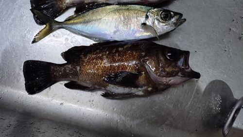 アカメバルの釣果