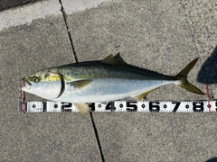 ブリの釣果
