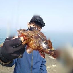 カサゴ