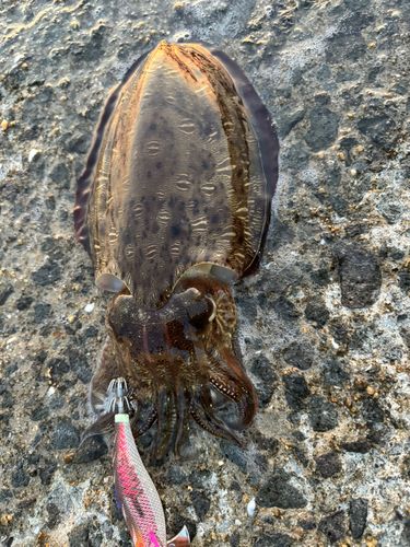 モンゴウイカの釣果