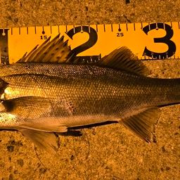 フッコ（マルスズキ）