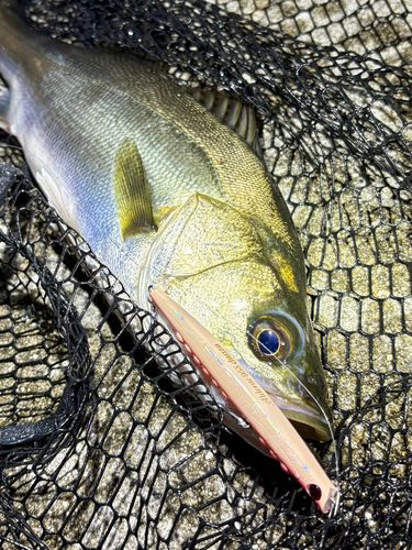 フッコ（マルスズキ）の釣果