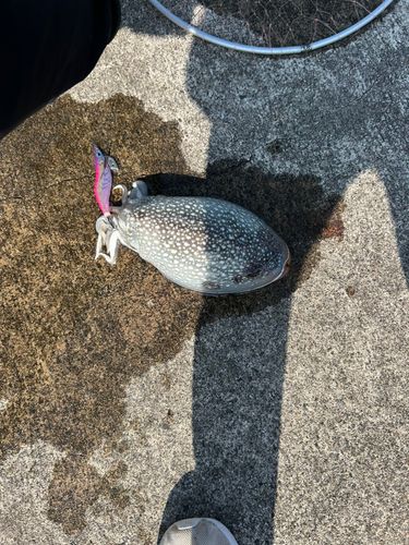 モンゴウイカの釣果