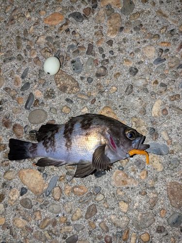 メバルの釣果